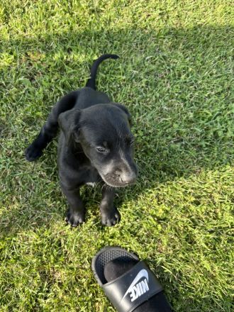 Golden Retriever-Malinois Mix Welpen