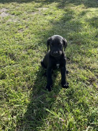 Golden Retriever-Malinois Mix Welpen