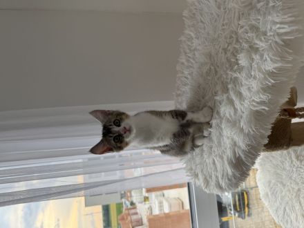 Drei süße Babykatzen suchen ein liebevolles Zuhause