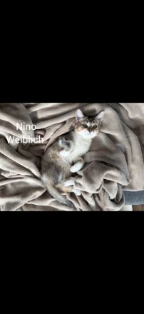 Drei süße Babykatzen suchen ein liebevolles Zuhause