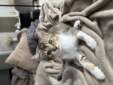 Drei süße Babykatzen suchen ein liebevolles Zuhause