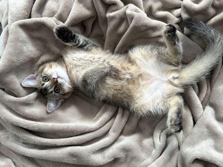 Drei süße Babykatzen suchen ein liebevolles Zuhause