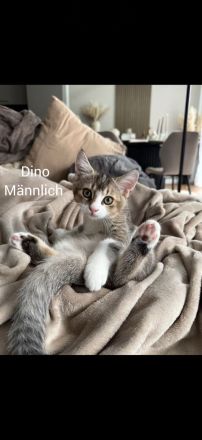 Drei süße Babykatzen suchen ein liebevolles Zuhause