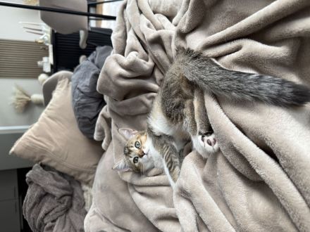 Drei süße Babykatzen suchen ein liebevolles Zuhause