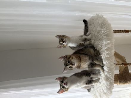 Drei süße Babykatzen suchen ein liebevolles Zuhause