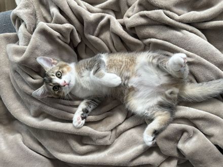 Drei süße Babykatzen suchen ein liebevolles Zuhause