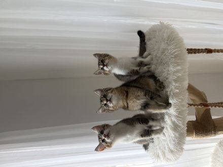 Drei süße Babykatzen suchen ein liebevolles Zuhause