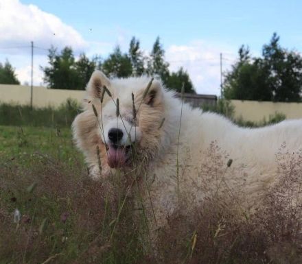 Blinde, aber lebensfrohe Samojedenhündin Bella