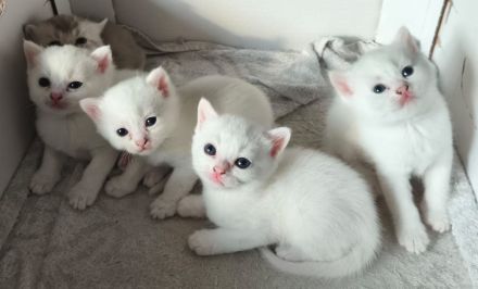 Weiße BKH Katzenbabys