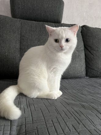 Weiße BKH Katzenbabys
