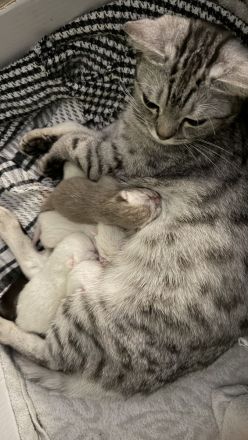 Weiße BKH Katzenbabys