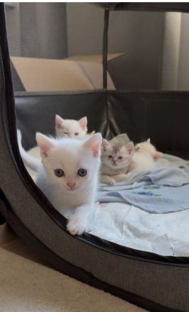 Weiße BKH Katzenbabys