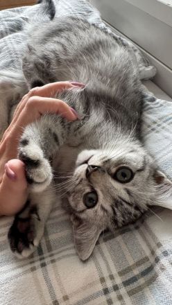 Weiße BKH Katzenbabys