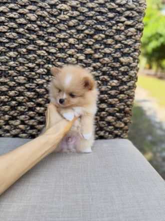 Wunderschöner reinrassiger Zwergspitz/Pomeranian