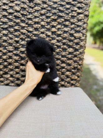 Wunderschöner reinrassiger Zwergspitz/Pomeranian
