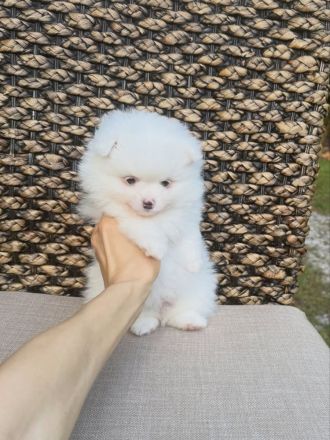 Wunderschöner reinrassiger Zwergspitz/Pomeranian