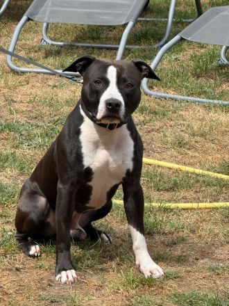 Staffordshire Bullterrier