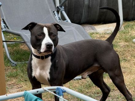 Staffordshire Bullterrier