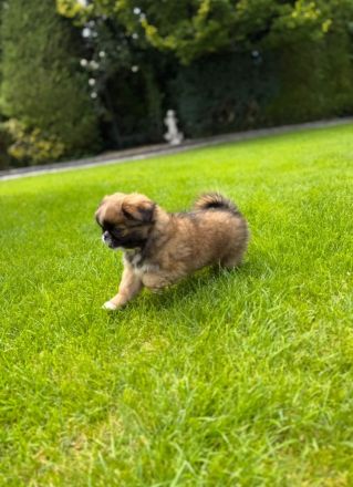 Süße Pekinesen-Welpin sucht liebevolles Zuhause.