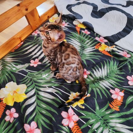 Bengal Kitten suchen Liebevolles Zuhause!