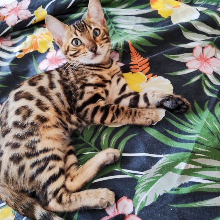 Bengal Kitten suchen Liebevolles Zuhause!