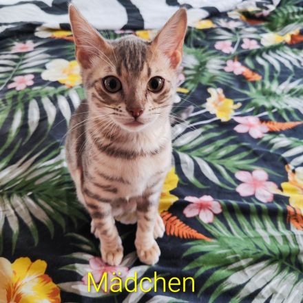 Bengal Kitten suchen Liebevolles Zuhause!