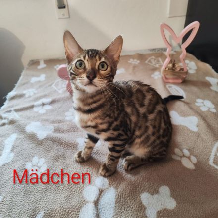 Wunderschöne Bengalkätzchen suchen liebevolle Familien !