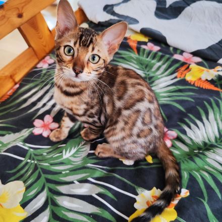 Bengal Kitten suchen Liebevolles Zuhause!
