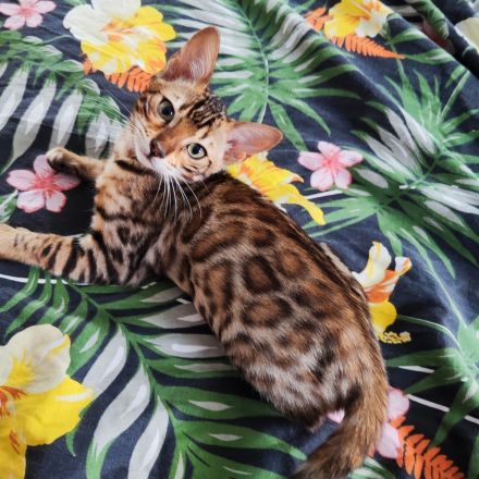 Bengal Kitten suchen Liebevolles Zuhause!