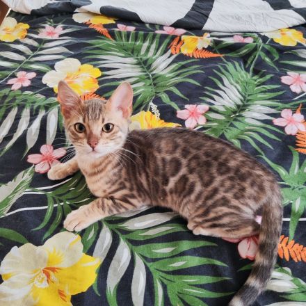 Bengal Kitten suchen Liebevolles Zuhause!