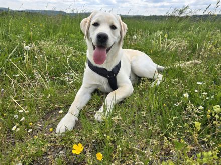 Labrador Retriever sucht neues Zuhause