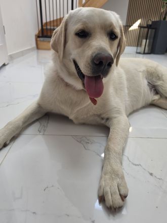 Labrador Retriever sucht neues Zuhause