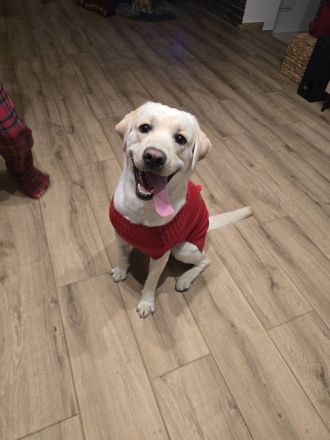 Labrador Retriever sucht neues Zuhause
