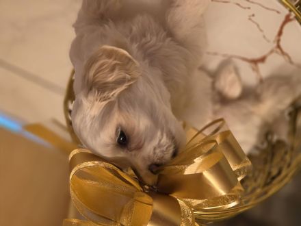 Bischon Malteser