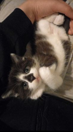 Süßer Kitte (männlich )