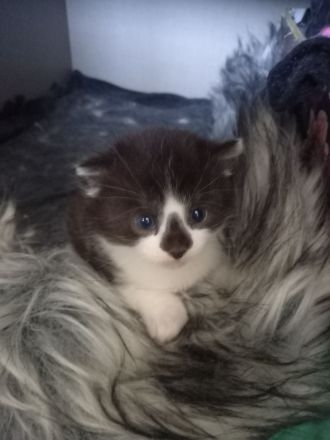 Süßer Kitte (männlich )
