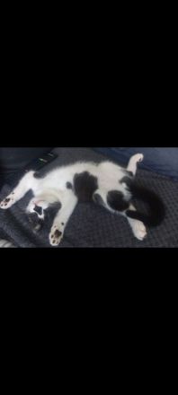 Süßer Kitte (männlich )