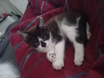 Süßer Kitte (männlich )