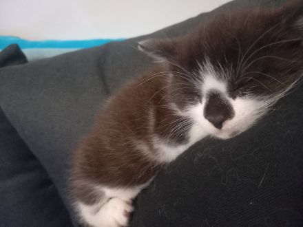 Süßer Kitte (männlich )
