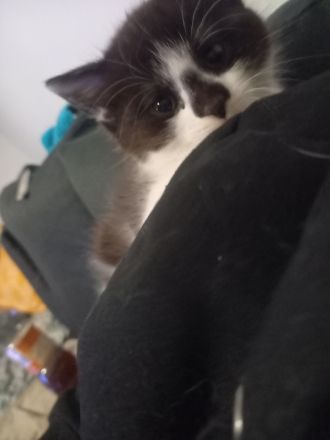 Süßer Kitte (männlich )