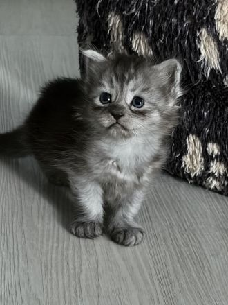 4 Maine Coon Mischlingskitten suchen noch ein neues Zuhause
