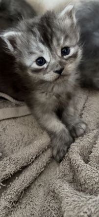 4 Maine Coon Mischlingskitten suchen noch ein neues Zuhause