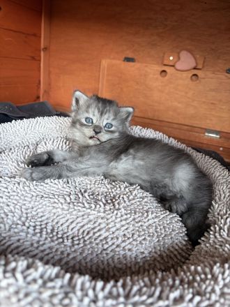 4 Maine Coon Mischlingskitten suchen noch ein neues Zuhause