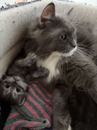 4 Maine Coon Mischlingskitten suchen noch ein neues Zuhause