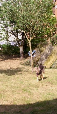 Hund (Malinois Schäferhündin Welpe)