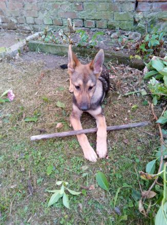 Hund (Malinois Schäferhündin Welpe)