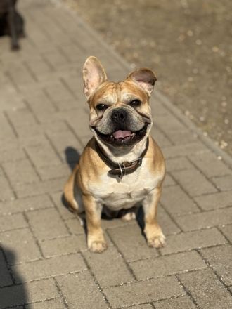 Schweren Herzens suchen wir für unseren Hund ein Für immer Zuhause❤️