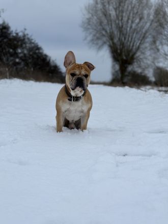 Schweren Herzens suchen wir für unseren Hund ein Für immer Zuhause❤️
