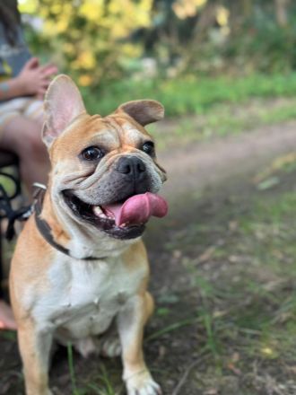 Schweren Herzens suchen wir für unseren Hund ein Für immer Zuhause❤️