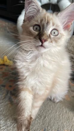 2 Wunderschöne Maine-Coon/Sibirische Waldkatzen Kitten (Je 650EUR)